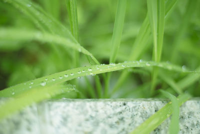 Close-up of water drops on grass