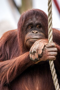 Close-up of bornean orangutan on rope