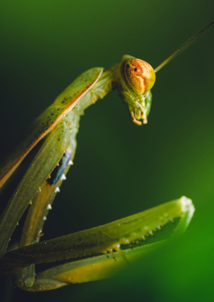 CLOSE-UP OF GREEN INSECT