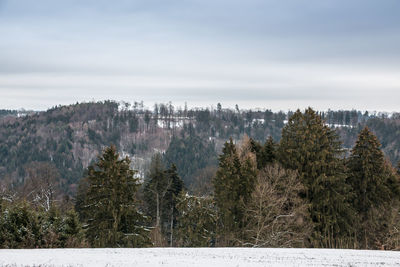 Panoramic view of pine trees against sky during winter