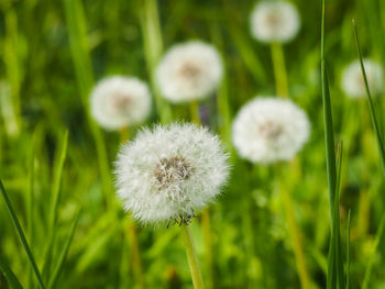 Close-up of white dandelion flower in field