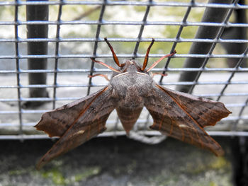 Close-up of insect on metal