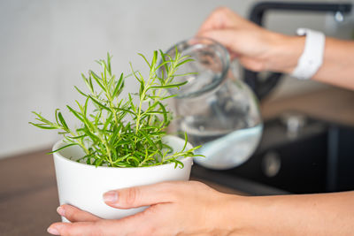 Cropped hand of woman holding potted plant