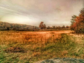 Bare trees on landscape