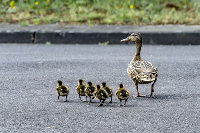 Ducks on road