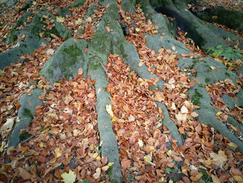 High angle view of dry leaves on land