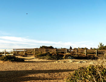 Scenic view of field against clear blue sky