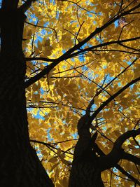 Low angle view of trees against sky