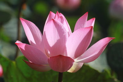 Close-up of pink  lotus