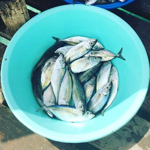 High angle view of fish in plate