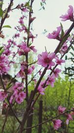 Close-up of pink cherry blossoms in spring