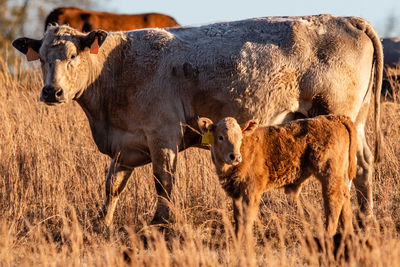 Crossbred charolais cow and calf lit by golden hour setting sun in a brown, dormant pasture.