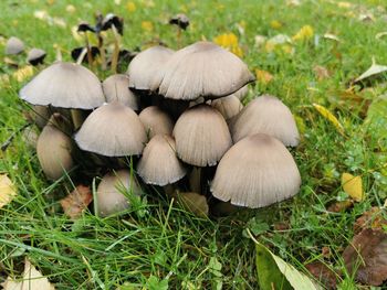 Close-up of mushrooms growing on field