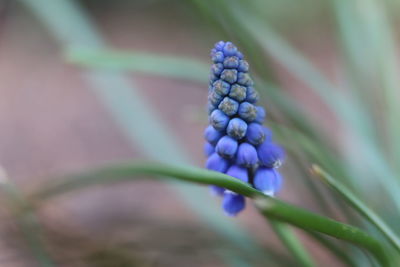 Close-up of purple flowering plant