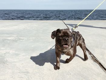 Dog standing in a sea