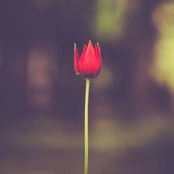 Close-up of pink flower