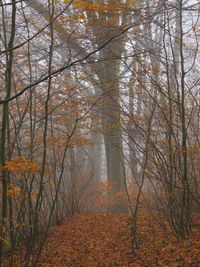 Trees in forest during autumn