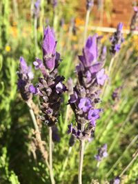 Close-up of purple flowers blooming in field