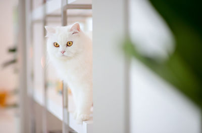 Portrait of white cat looking away