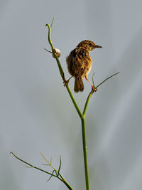 Zitting cisticola, cisticola juncidis, balancing on a fennel branch, near xativa