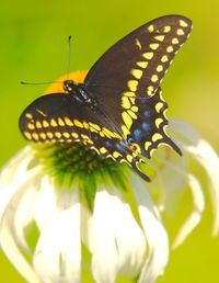 Close-up of butterfly on flower