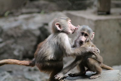 Monkey sitting outdoors