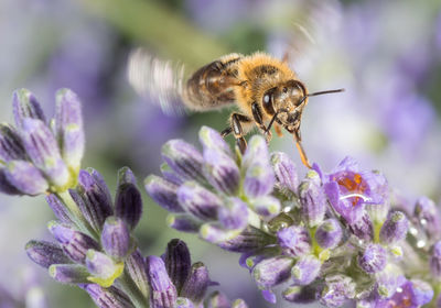 Close-up bee on a lavender. bee at work on lavender. honey bee pollinating a lavender flower.