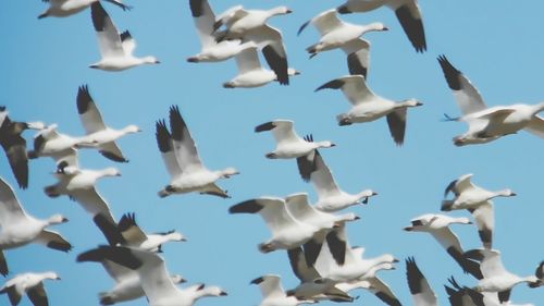 Seagulls flying against sky