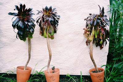 Close-up of pot plants against the wall