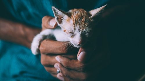 Cat looking away