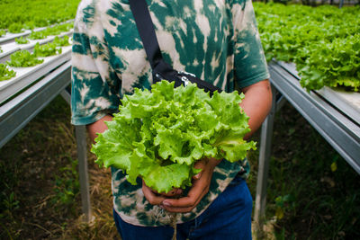 Midsection of man holding fresh vegetables in farm