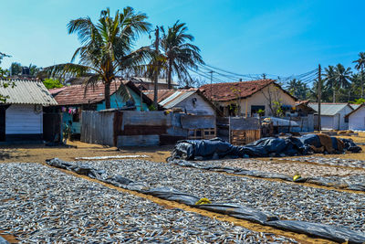 Houses by palm trees on field against sky