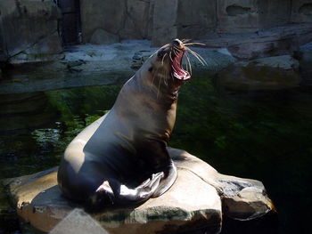 Horse on rock