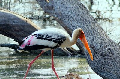 Close-up of bird perching on tree