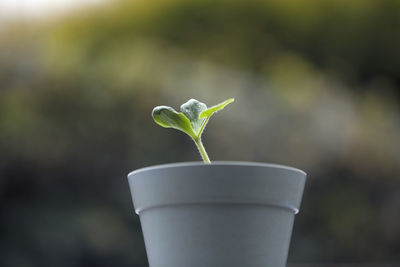 Close-up of plant