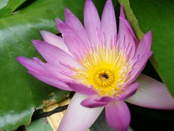 Close-up of pink flower blooming outdoors