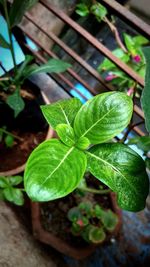 High angle view of potted plant