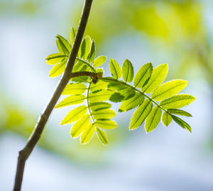 Beautiful rowan tree branches with leaves during spring season.