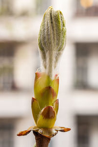 Close-up of flower buds