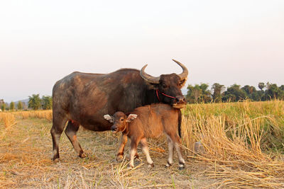 Cows on field against sky