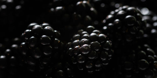 Close-up of berries