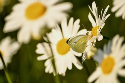 Close-up of butterfly pollinating on flower