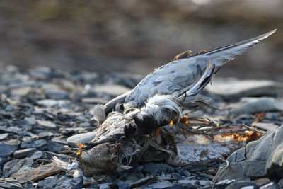 Close-up of seagull perching on rock