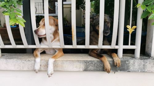 Dog relaxing on window