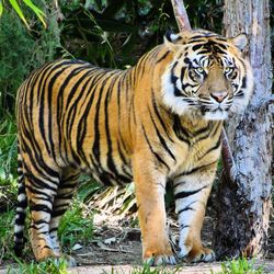 Close-up of tiger in zoo