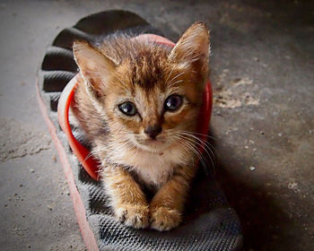 Close-up portrait of cat