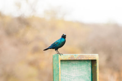Bird perching on a wood