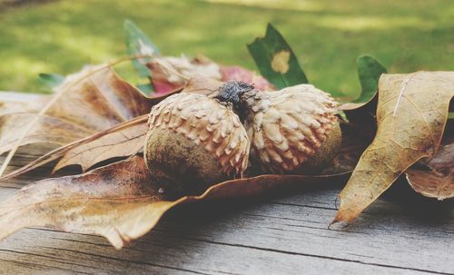 Close-up of a bird on wooden table