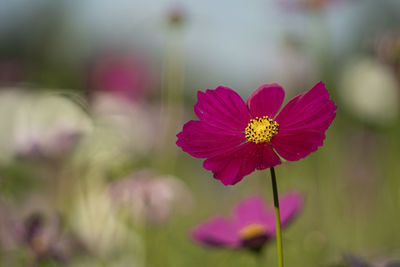 Close-up of pink cosmos flower