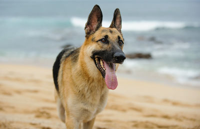 German shepherd sticking out tongue while looking away at beach